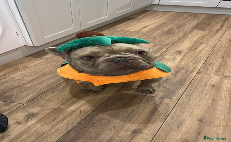 French Bulldog dogs Male 3yr old French Bulldog - Advert 5