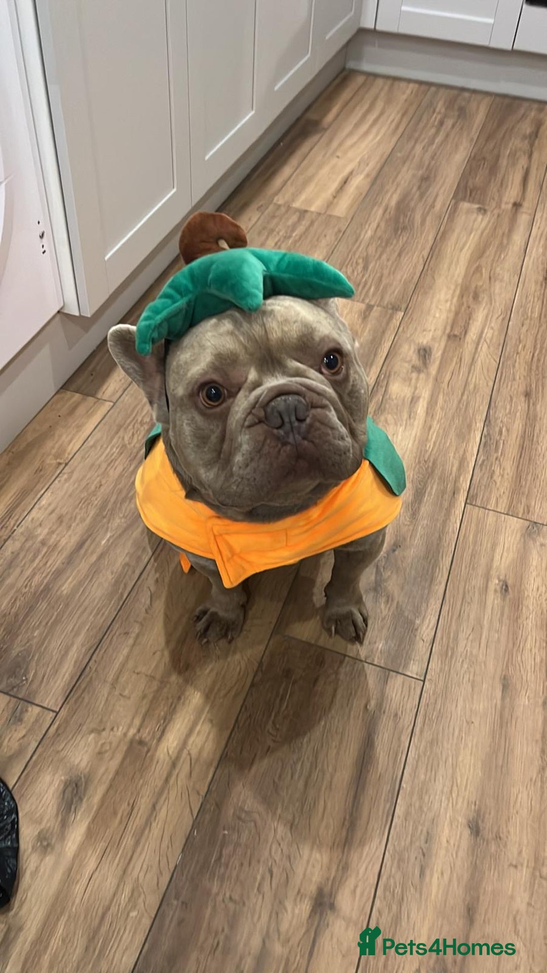 French Bulldog dogs for sale: Male 3yr old French Bulldog - Advert 1