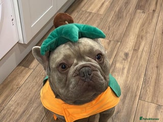 French Bulldog dogs Male 3yr old French Bulldog - Advert 1