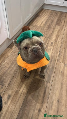 French Bulldog dogs Male 3yr old French Bulldog - Advert 1