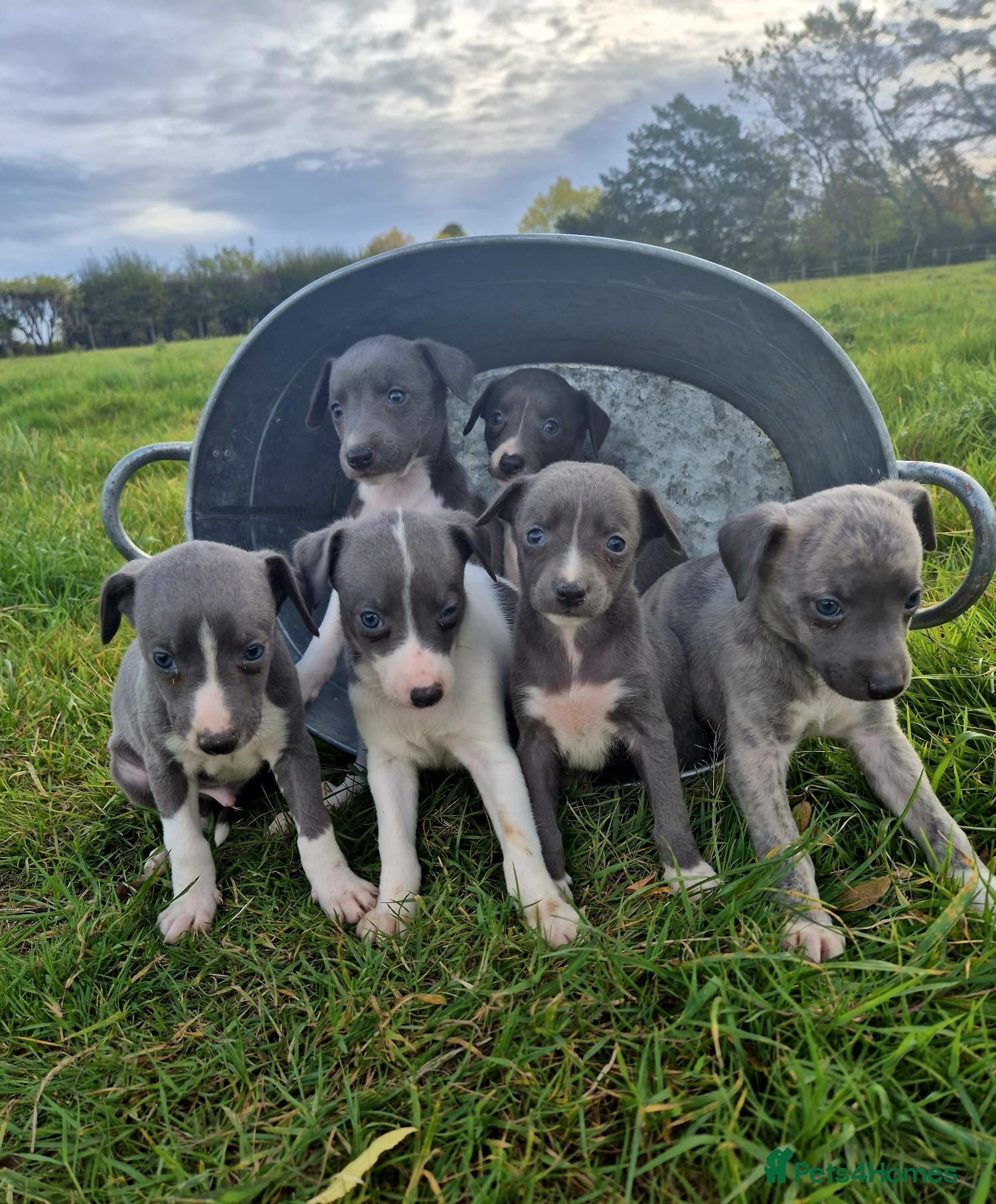 Whippet dogs Whippet pups - Advert 1