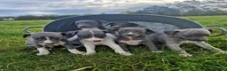 Whippet dogs for sale: Whippet pups - Advert 1