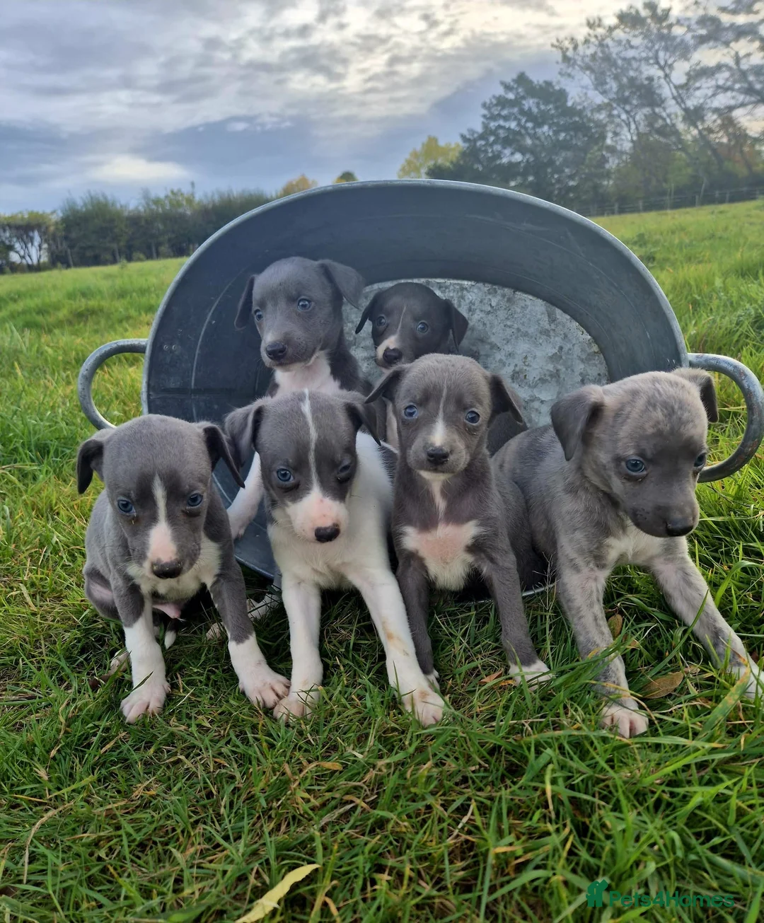 Whippet dogs for sale: Whippet pups - Advert 1