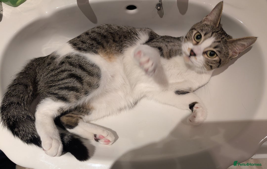 Arabian Mau cats for sale: Arabian mau x maine coon  - Advert 3