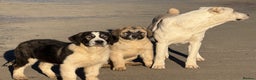 Mixed Breed dogs for sale: Alibi x Caucasian Shepherd pups - Advert 2