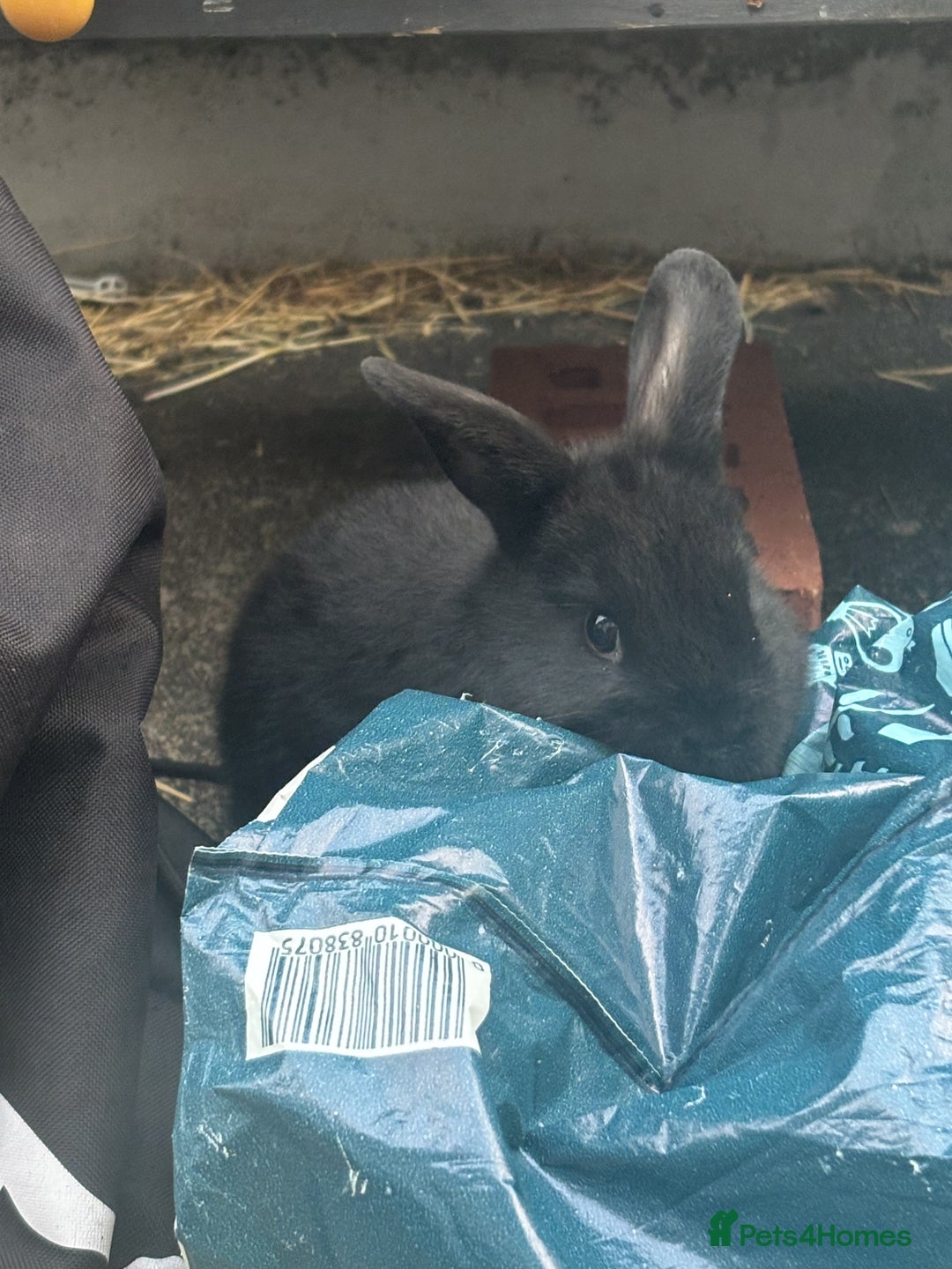 Mini Lop rabbits for sale: 6 weeks old netherland dwarf / mini lop mix - Image 6