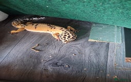 Gecko reptiles for sale: 2 x leppard geckos  - Image 3
