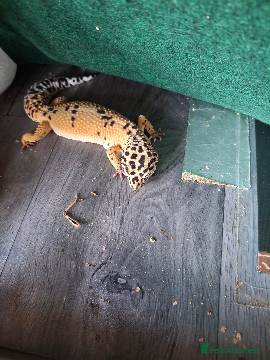 Gecko reptiles for sale: 2 x leppard geckos  - Image 3