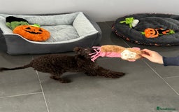 Toy Poodle dogs for sale: Chocolate Toy poodle girl  - Image 4