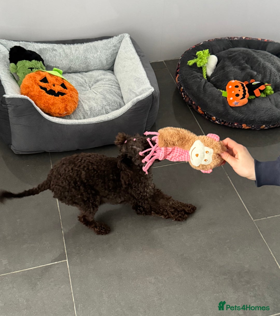 Toy Poodle dogs for sale: Chocolate Toy poodle girl  - Image 4