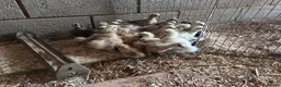Mixed Breed birds for sale: Silkie &French Copper Maran chicks & hatching eggs - Advert 4
