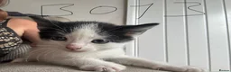 Mixed Breed cats for sale: 6 beautiful kittens  - Advert 15