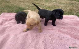 Labrador Retriever dogs for sale: Labrador (working) puppies - Image 8