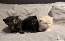 Maine Coon cats for sale: Maine Coon crossed Ragdoll kittens - Image 2