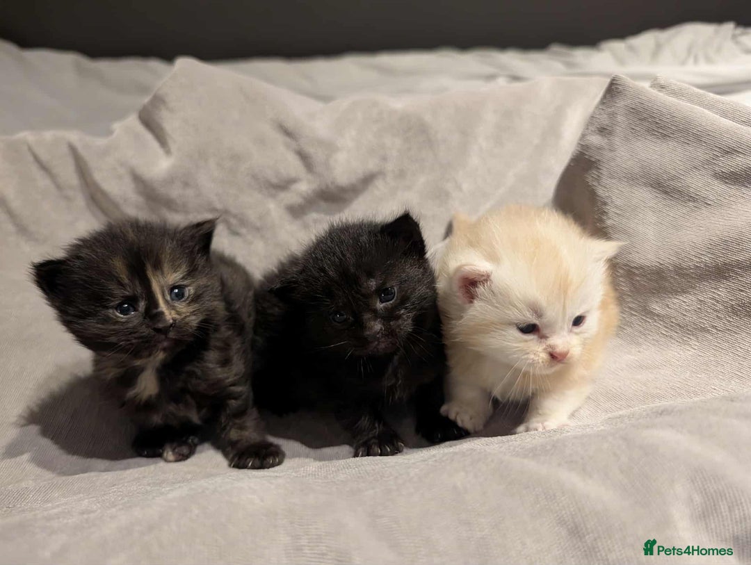 Maine Coon cats for sale: Maine Coon crossed Ragdoll kittens - Image 2