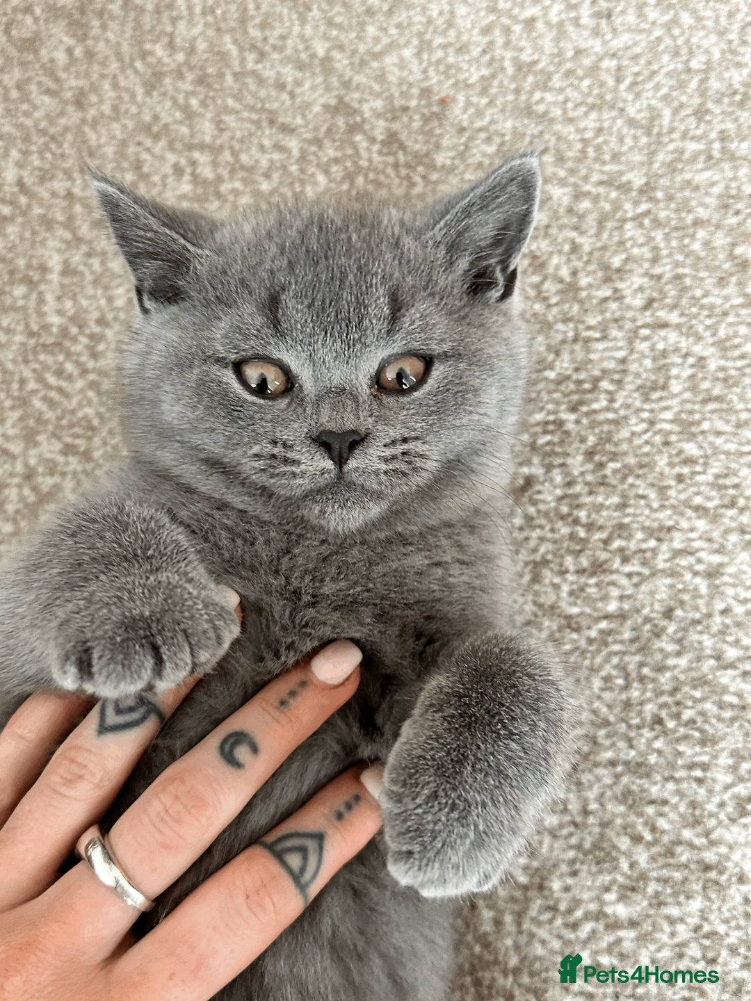 British Shorthair cats for sale: READY TO GO STUNNING BRITISH SHORT HAIRS GCCF  in London - Advert 4