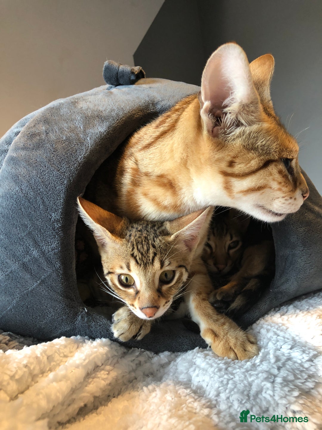 Savannah cats for sale: Beautiful full pedigree savannah kittens  - Advert 11