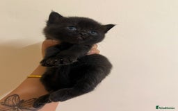 British Shorthair cats for sale: BRITISH SHORT HAIR FOR SALE !! - Image 4