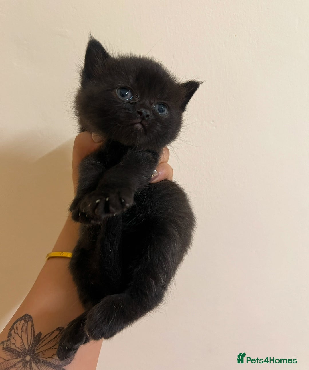British Shorthair cats for sale: BRITISH SHORT HAIR FOR SALE !! - Image 4