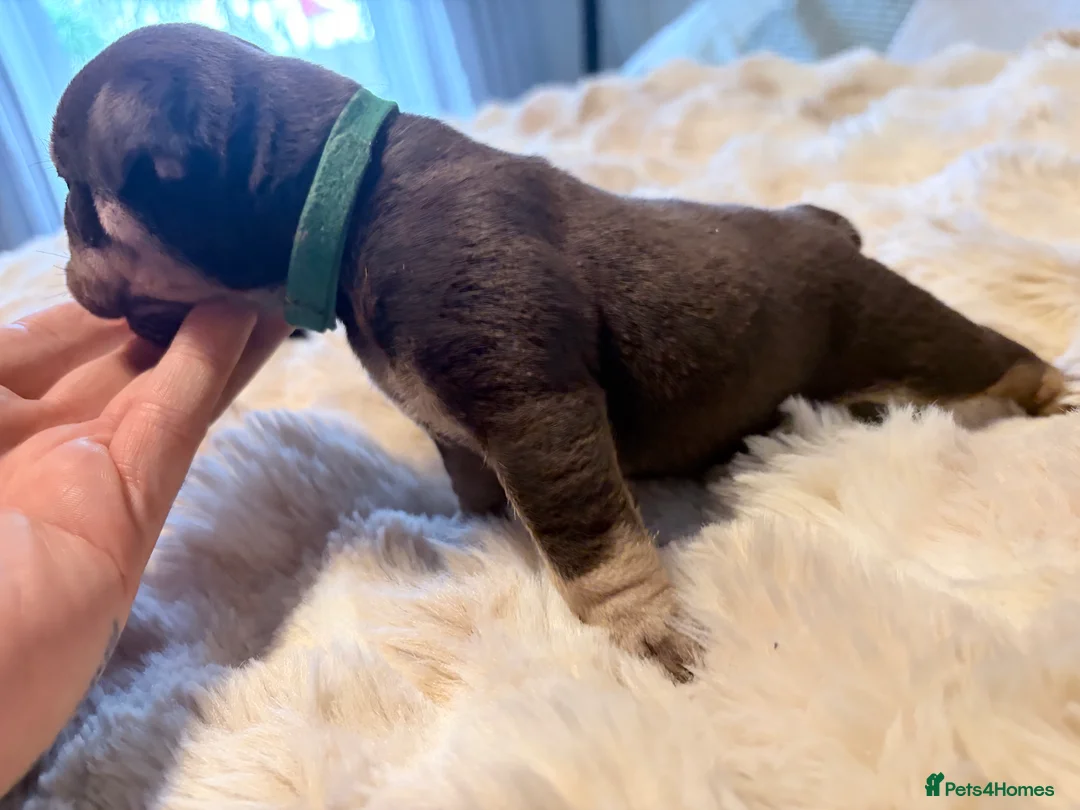 English Bulldog dogs for sale: KC English Bulldog Puppies Exceptional Quality  - Advert 21