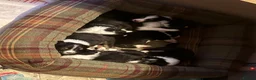 Border Collie dogs for sale: Border Collie Puppies from Working Stock in Carnforth - Advert 17