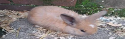 French Lop rabbits for sale: Baby lop eared rabbits - Advert 9