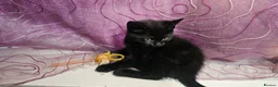 Mixed Breed cats for sale: A beautiful litter of 4 kittens - Advert 36
