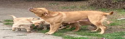 Labrador Retriever dogs for sale: Labrador puppies - Advert 9