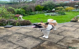 Akita dogs for stud: Male Akita for stud - Image 6
