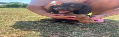 Cocker Spaniel 2