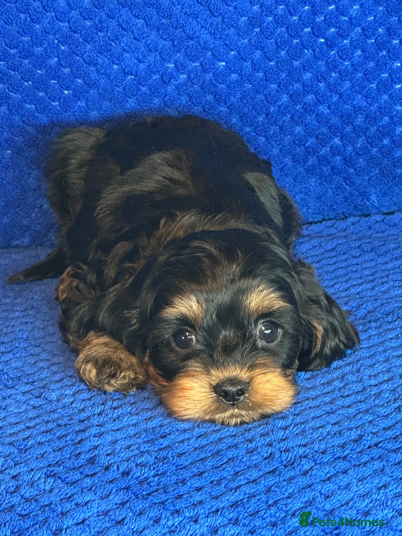 Cavapoo dogs Stunning Cavapoo Puppies - DNA tested parents - Advert 2