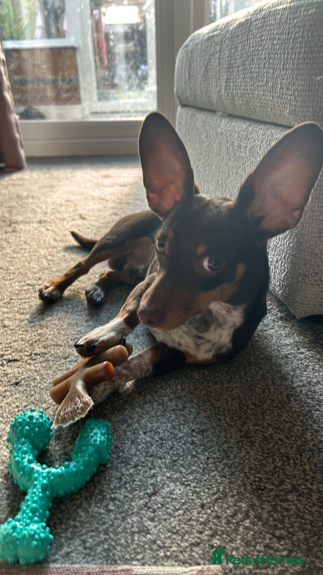 Mixed Breed dogs for sale: Ozzie (aka Weenie) - Miniature Dachshund Cross  - Image 9