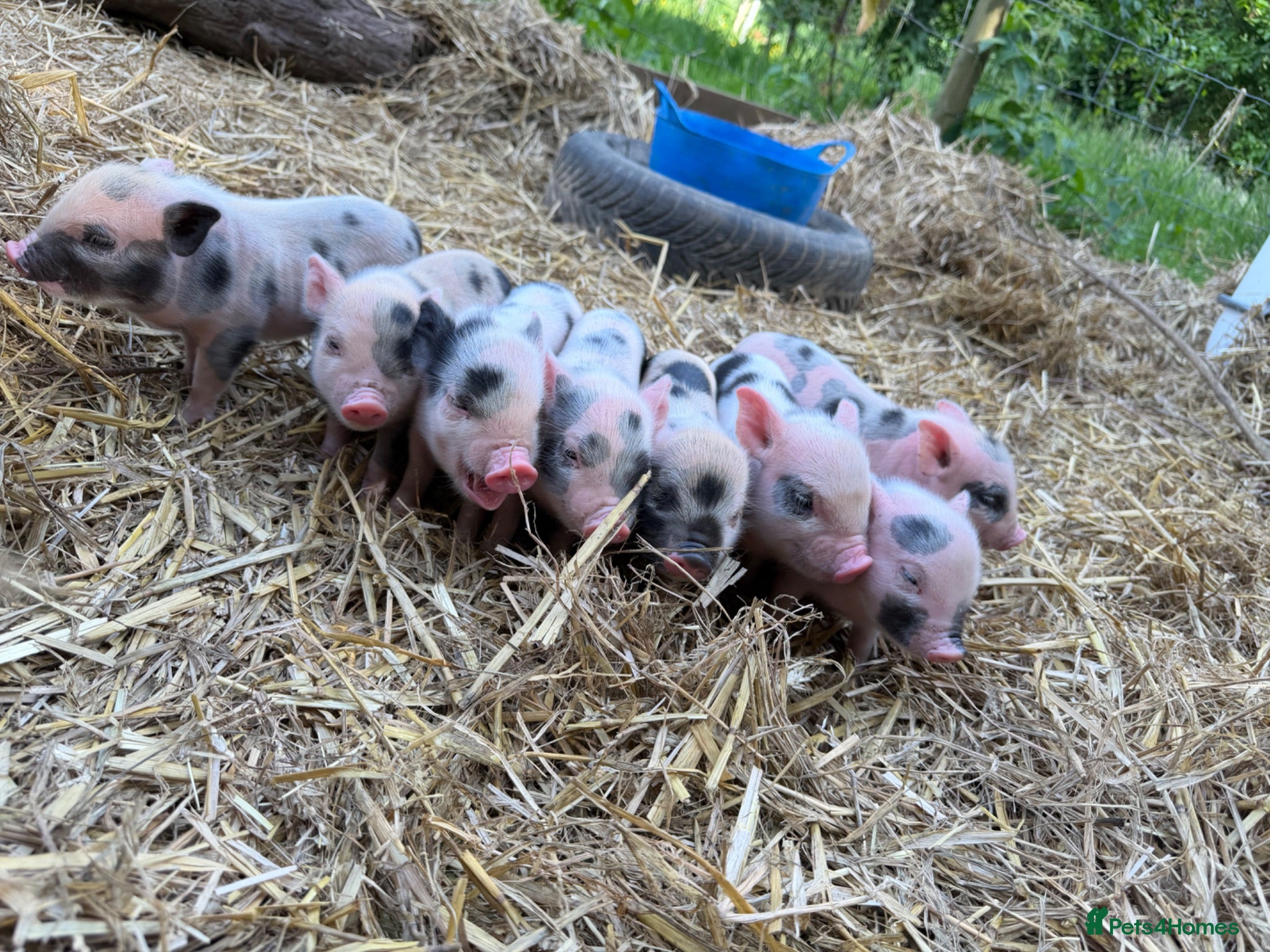 Pig livestock Kune kune pigs  - Advert 3