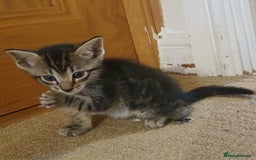 Mixed Breed cats for sale: Blue point siamese x domestic cat - Image 6