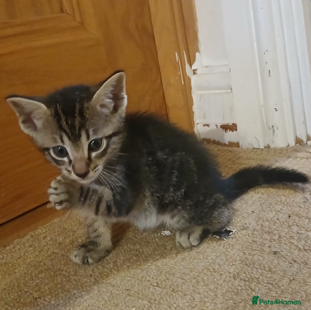 Mixed Breed cats for sale: Blue point siamese x domestic cat - Image 6