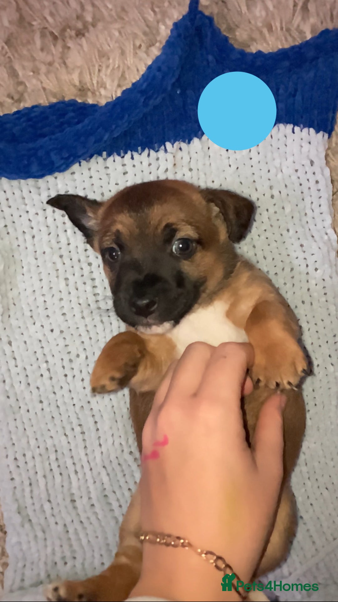 Jack Russell dogs for sale: Boy Jack russell puppies  - Advert 2