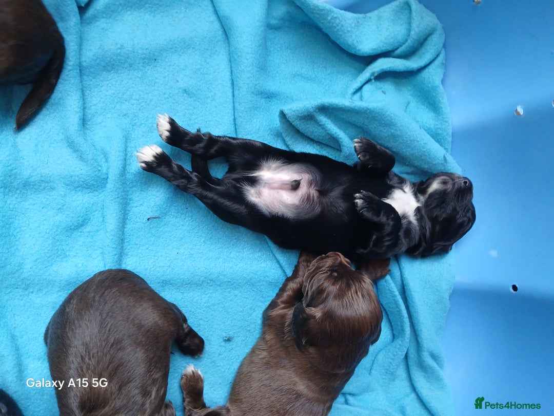 Cocker Spaniel dogs for sale:  Cocker spaniel puppies  - Image 4