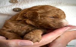 Mixed Breed dogs for sale: Health Tested miniature Goldendoodles  - Image 27