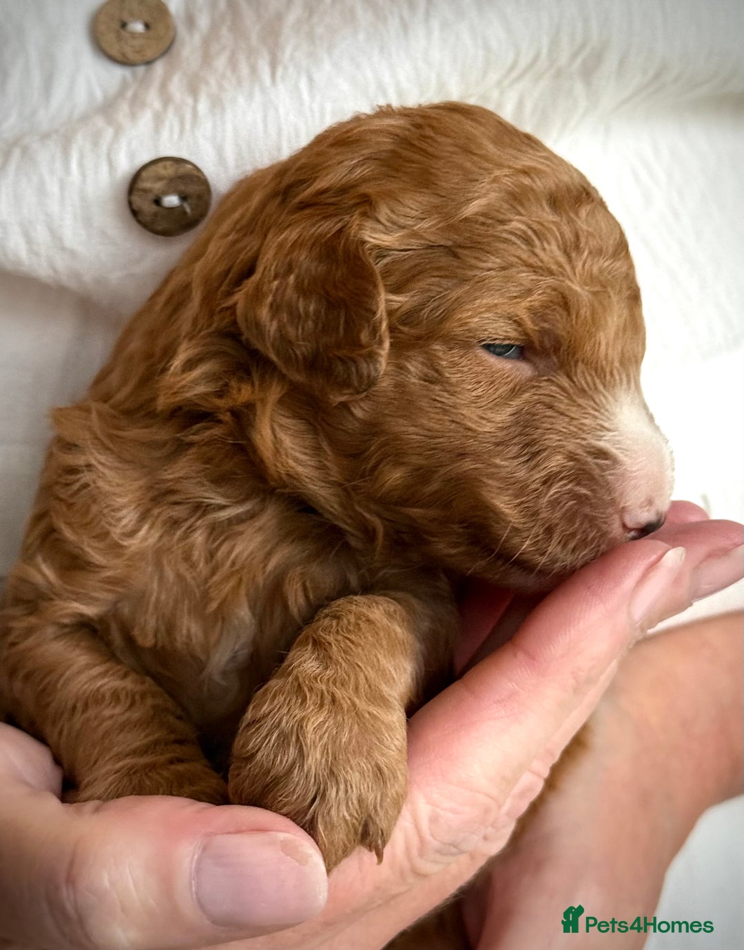Mixed Breed dogs for sale: Health Tested miniature Goldendoodles  - Image 27