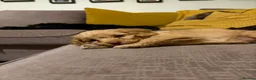 Cockapoo dogs for sale: Toy cockapoo in Nottingham - Advert 22