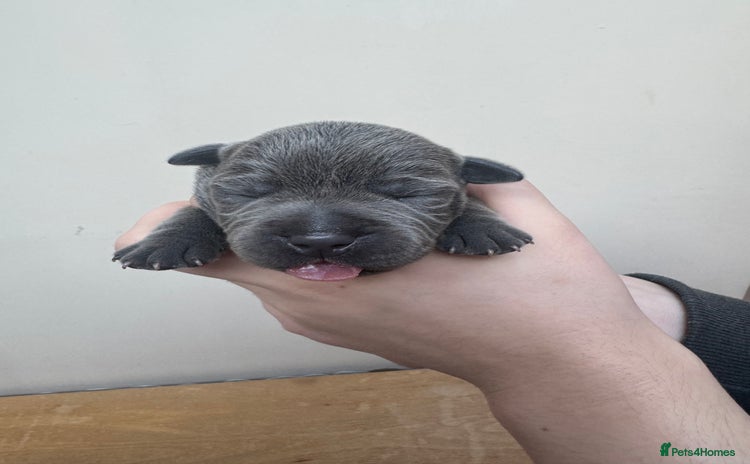 Staffordshire Bull Terrier dogs - Advert 8