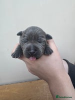 Staffordshire Bull Terrier dogs - Advert 3