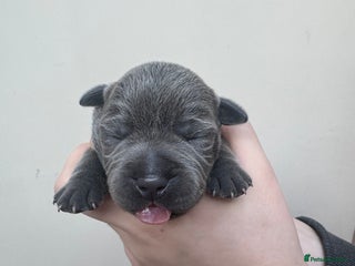 Staffordshire Bull Terrier dogs - Advert 5