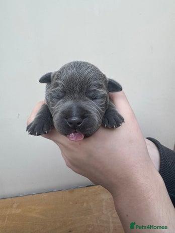 Staffordshire Bull Terrier dogs - Advert 8