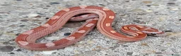 Corn Snake reptiles for sale: 2026 Corn Snake Hatchlings  - Advert 2