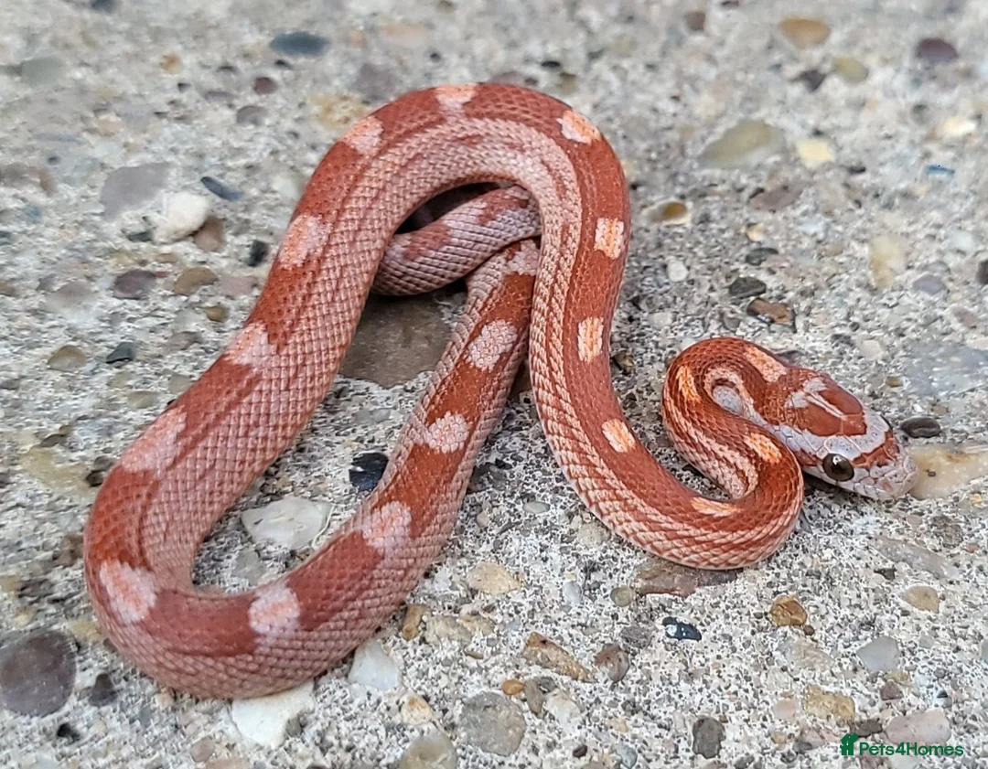 Corn Snake reptiles for sale: 2026 Corn Snake Hatchlings  - Advert 2