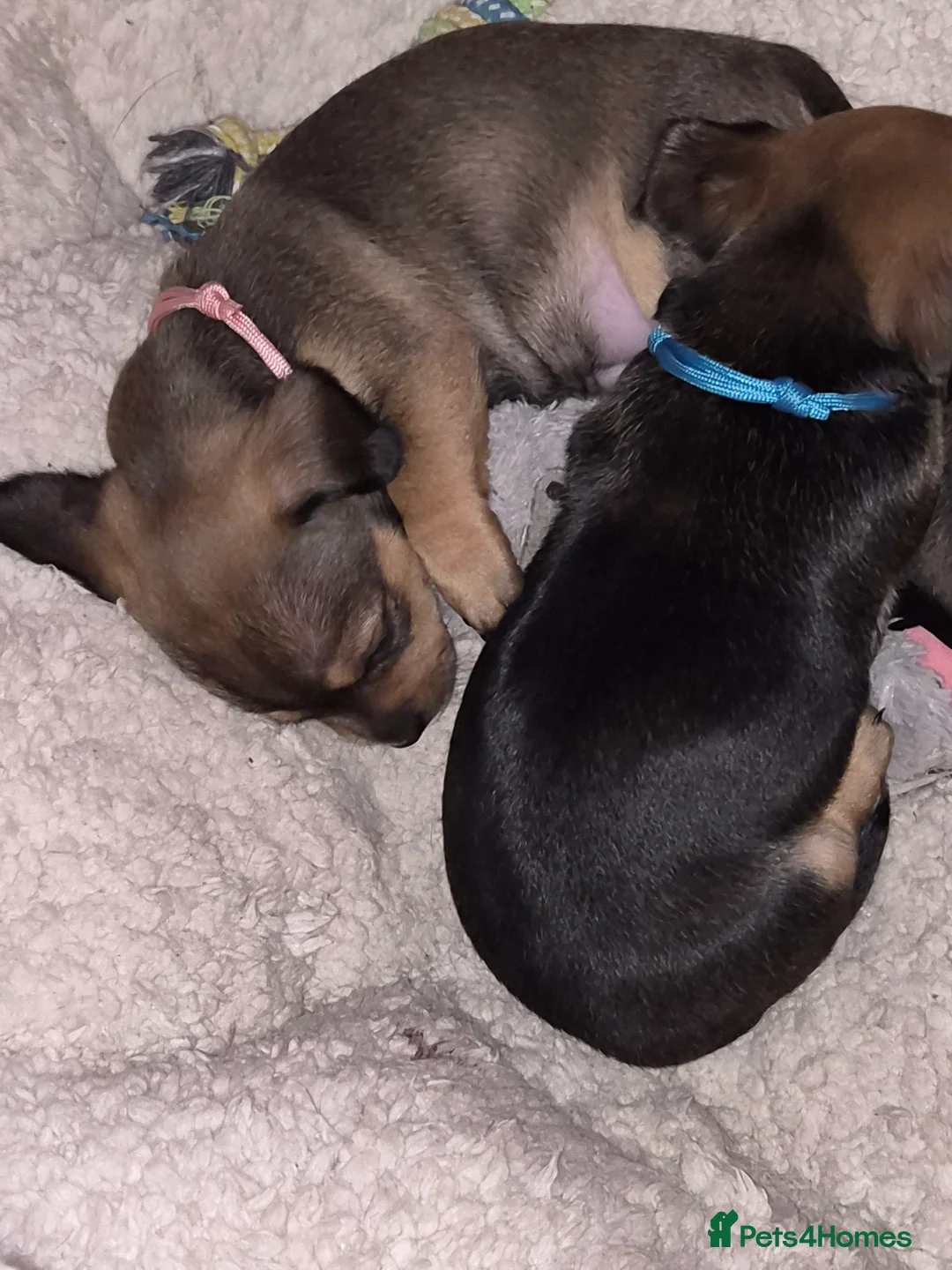 Mixed Breed dogs for sale: Beautiful chiweenies  - Advert 19