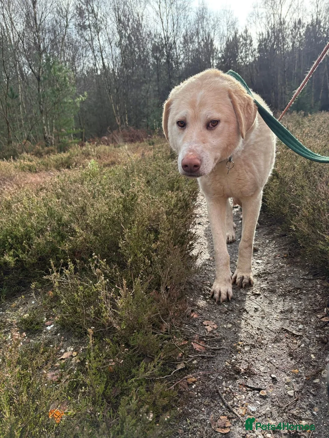 Golden Retriever dogs for adoption: Ralph - Norwich Norfolk  - Advert 7