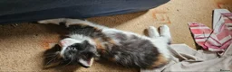Mixed Breed cats for sale: Siberian X calico girl is looking for a new home - Advert 4