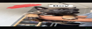 Belgian Shepherd Dog 3